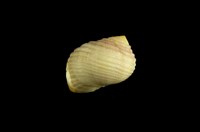 藏品(白肋蜑螺)的圖片